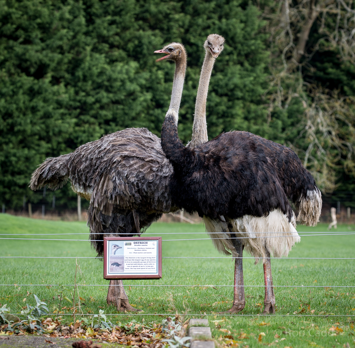 Ostrich (and signage) : Cotswold WP : 22 Nov 2015