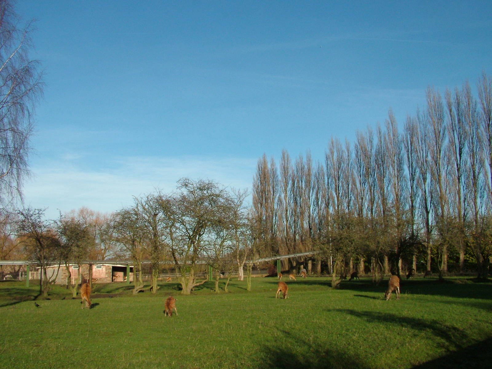 Ostrich and Sitatunga at Chester Dec 08
