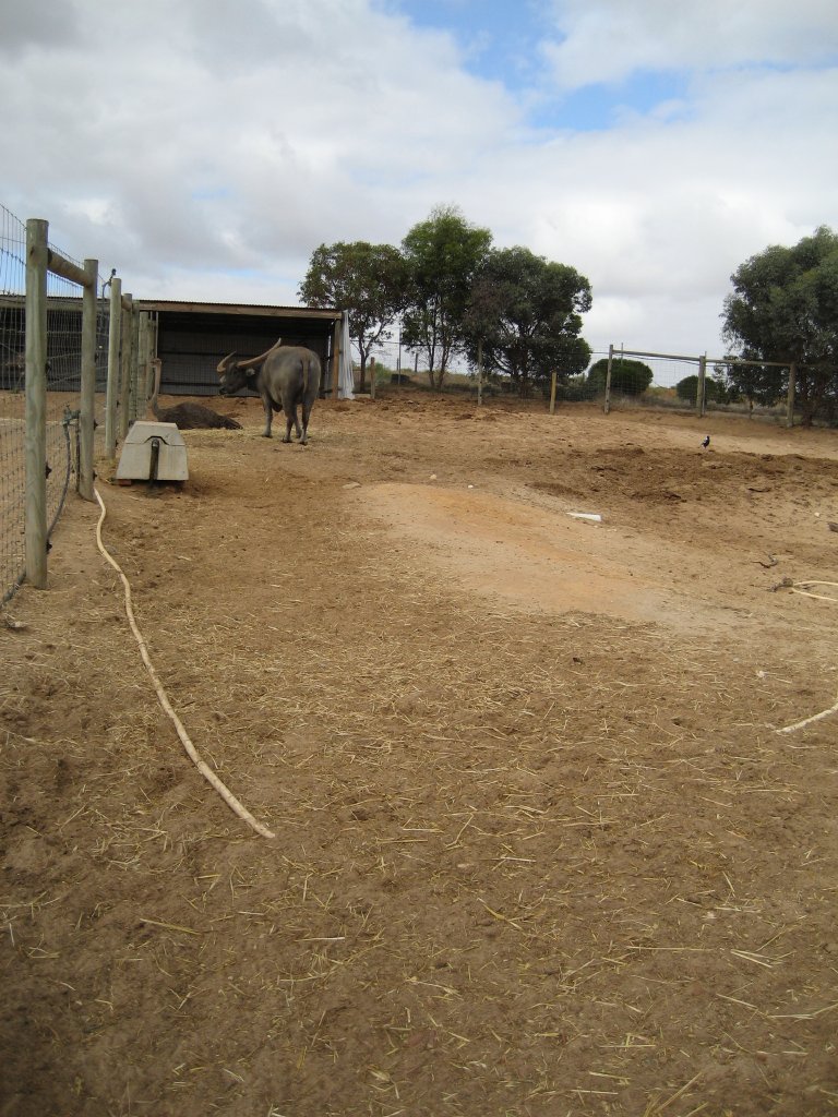 Ostrich and Water Buffalo enclosure