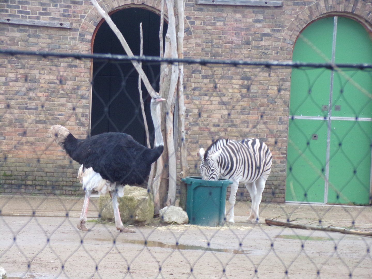 Ostrich and zebra 11.2.25