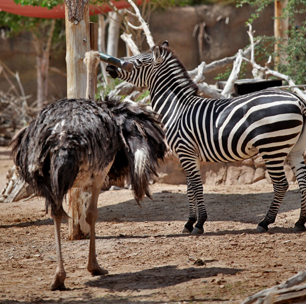 ostrich and zebra at puzzle feeder.