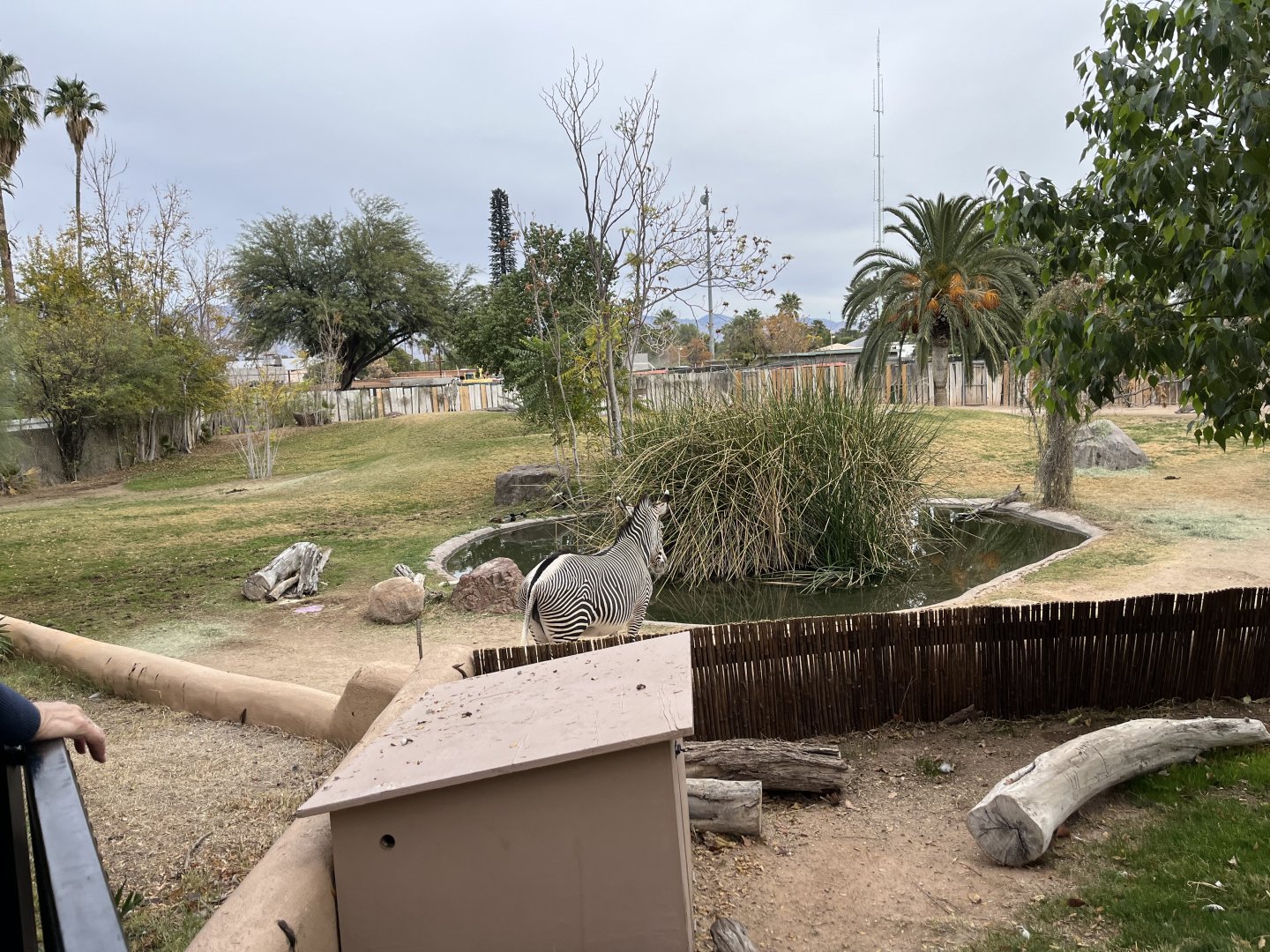 ostrich and zebra exhibit