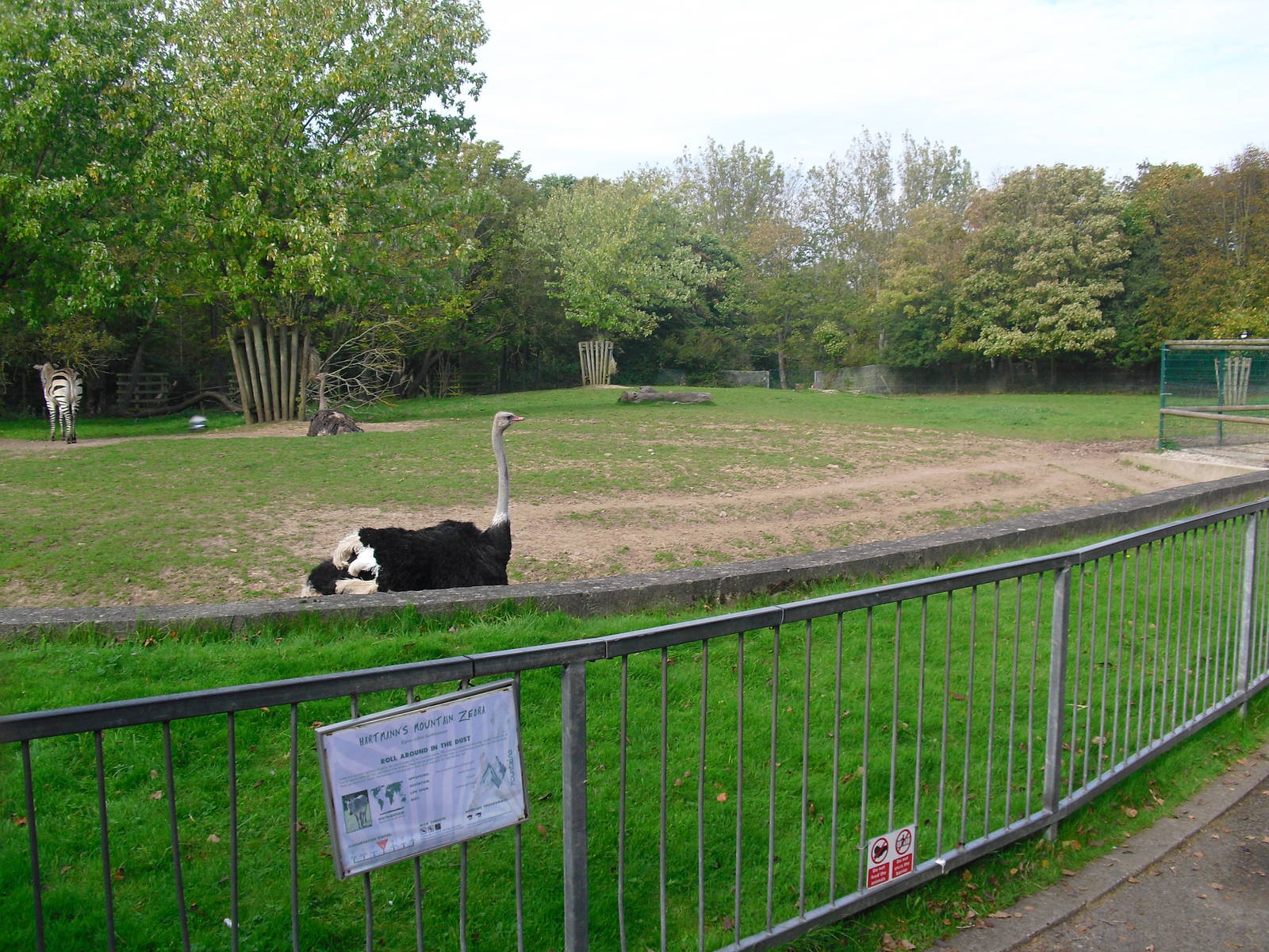 Ostrich and Zebra Paddock - 01/10/2011