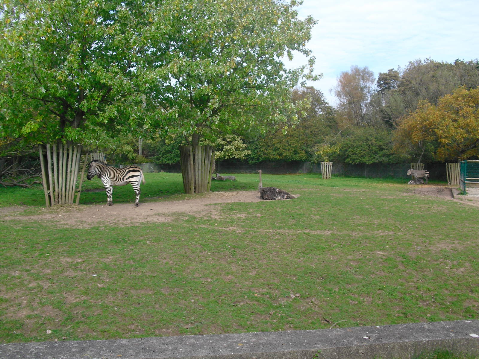 Ostrich and Zebra Paddock - 01/10/2011