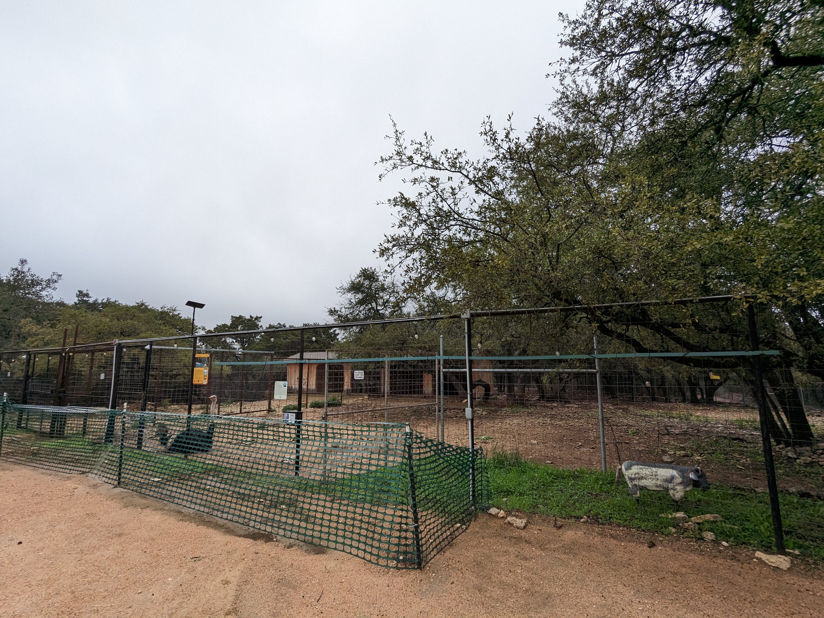 Ostrich and zebra yard