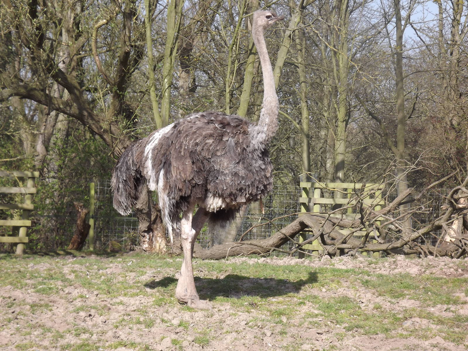 Ostrich at Blackpool Zoo 01/04/12