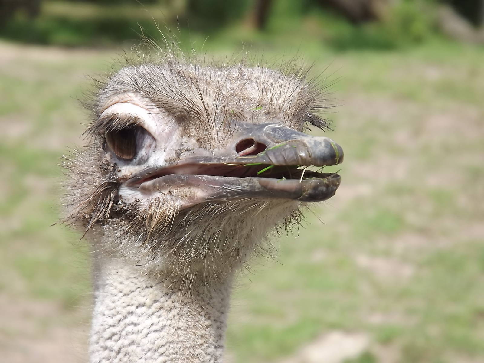 Ostrich at Blackpool Zoo 03/08/12