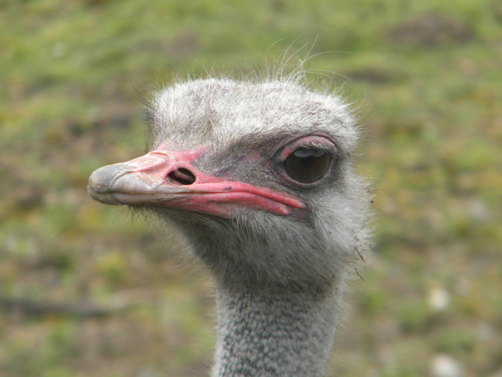 Ostrich at Blackpool Zoo 06/05/11