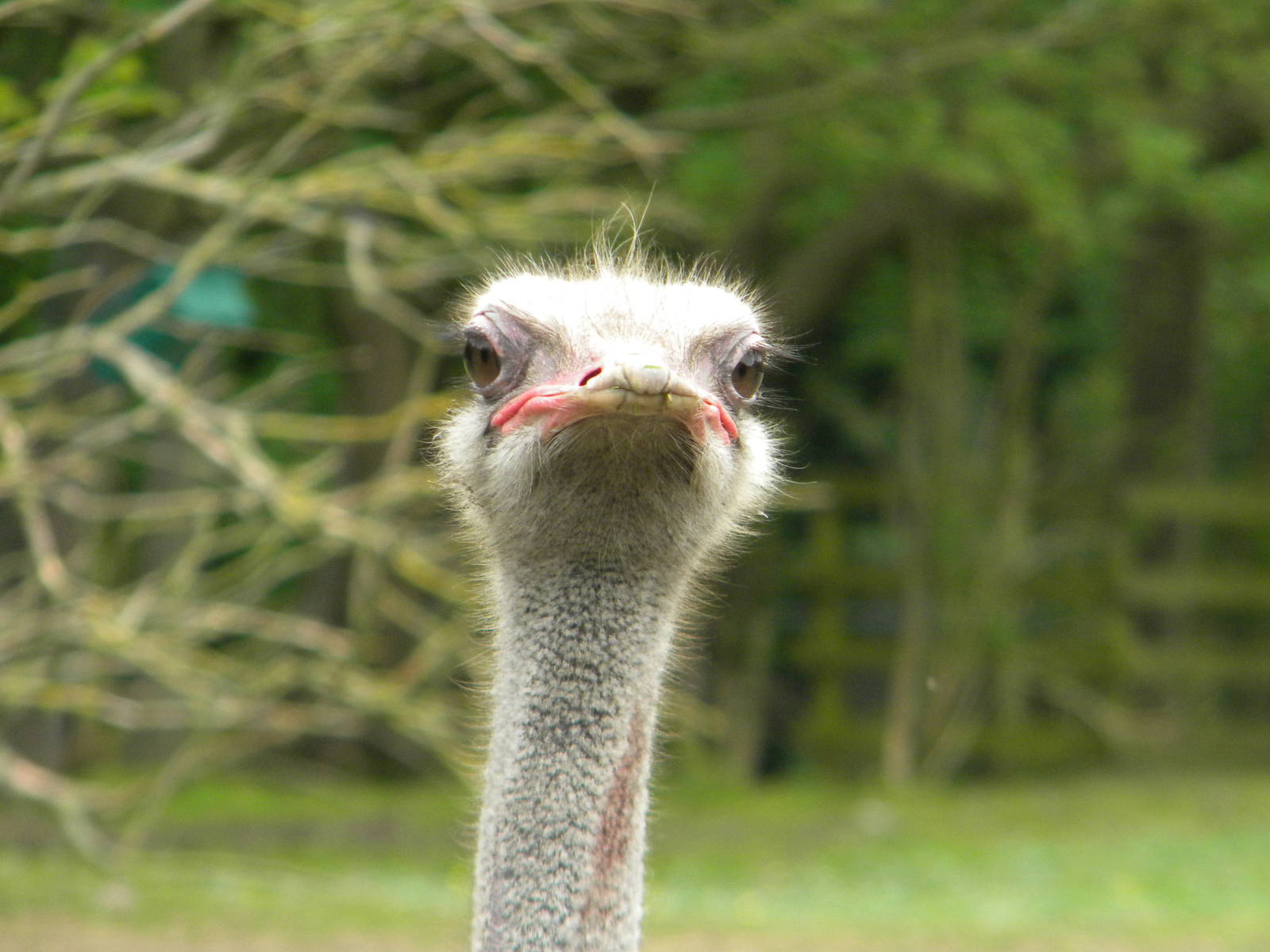 Ostrich at Blackpool Zoo 12/06/11