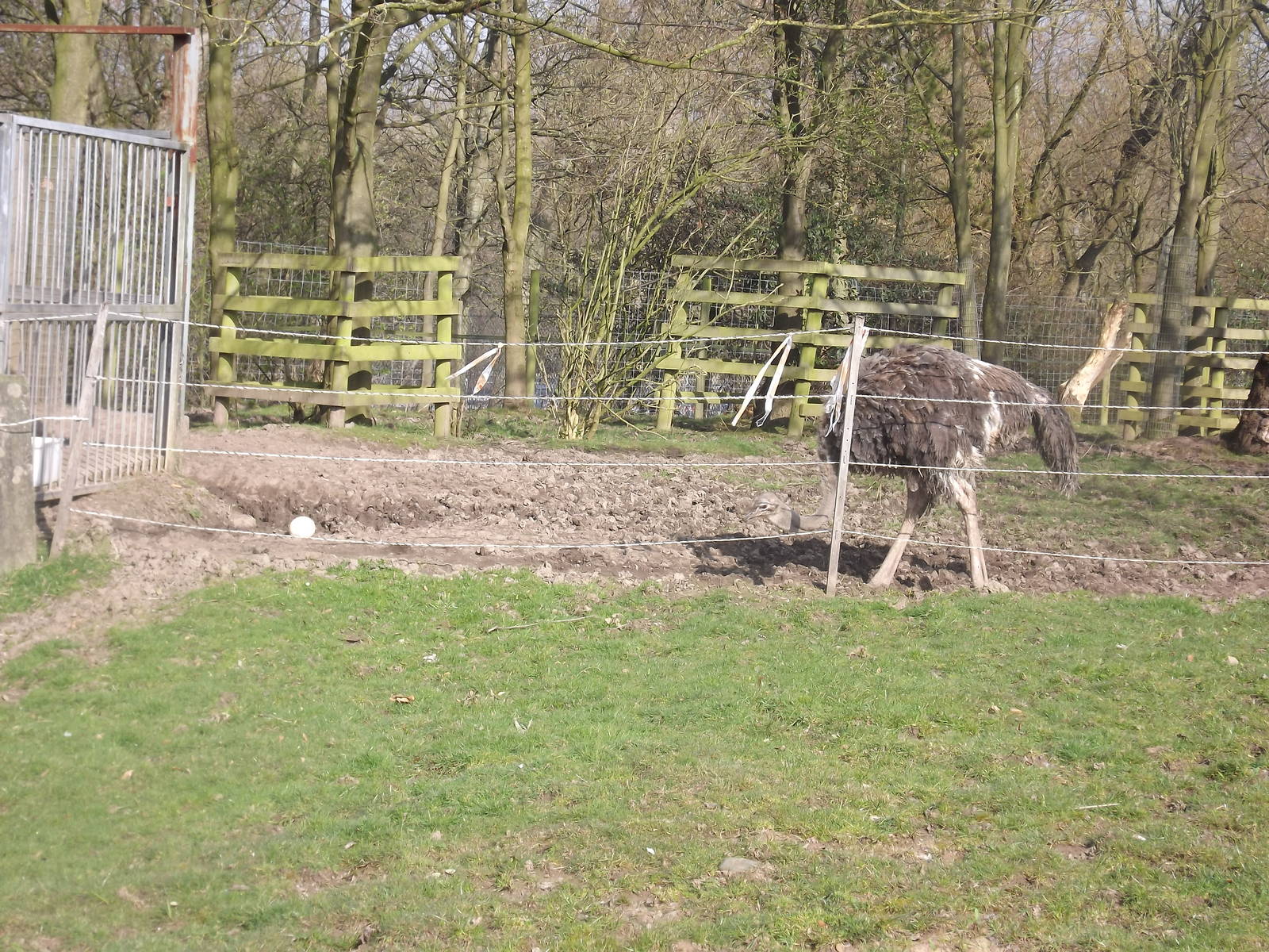 Ostrich at Blackpool Zoo 25/03/12