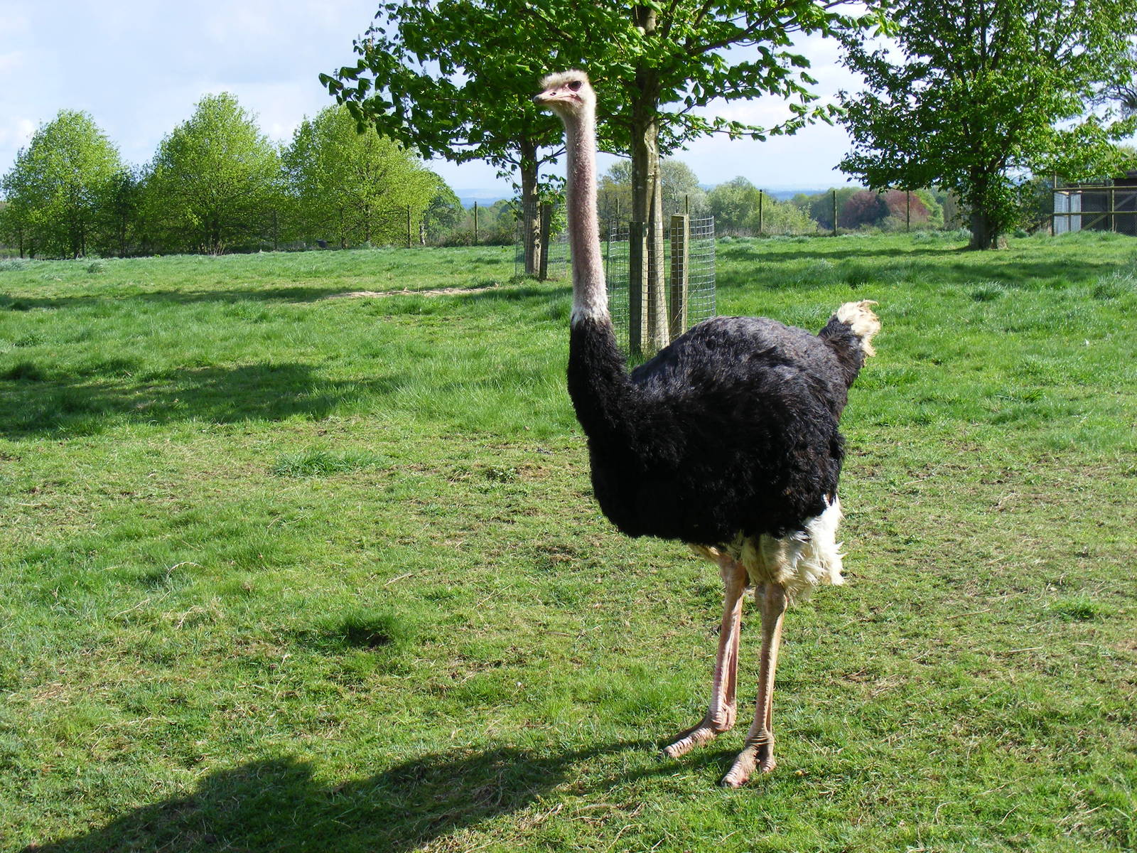 Ostrich at Cotswold Wildlife Park, 3 May 2010