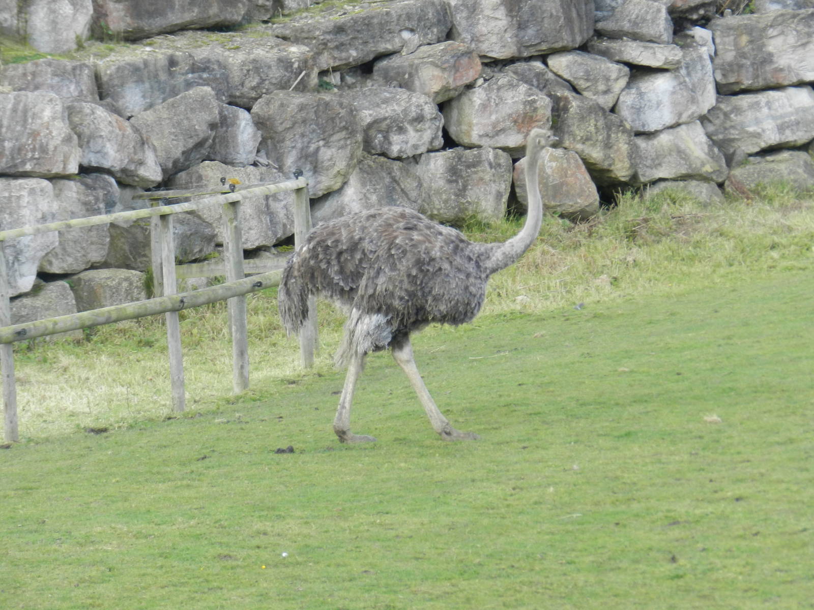Ostrich at Flamingo Land - 14/10/2012