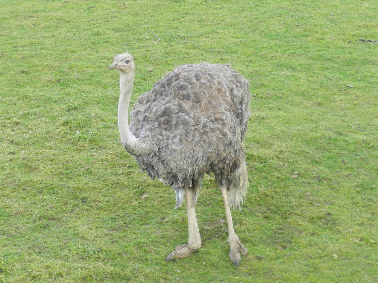 Ostrich at Flamingo Land - 14/10/2012
