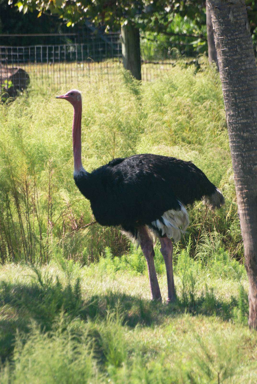 Ostrich at Jacksonville, 10/10/13