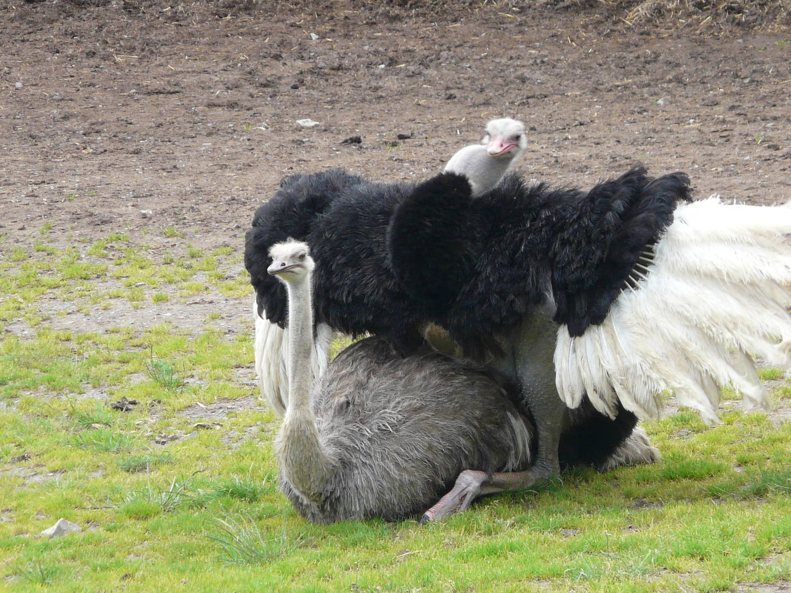 Ostrich at Longleat