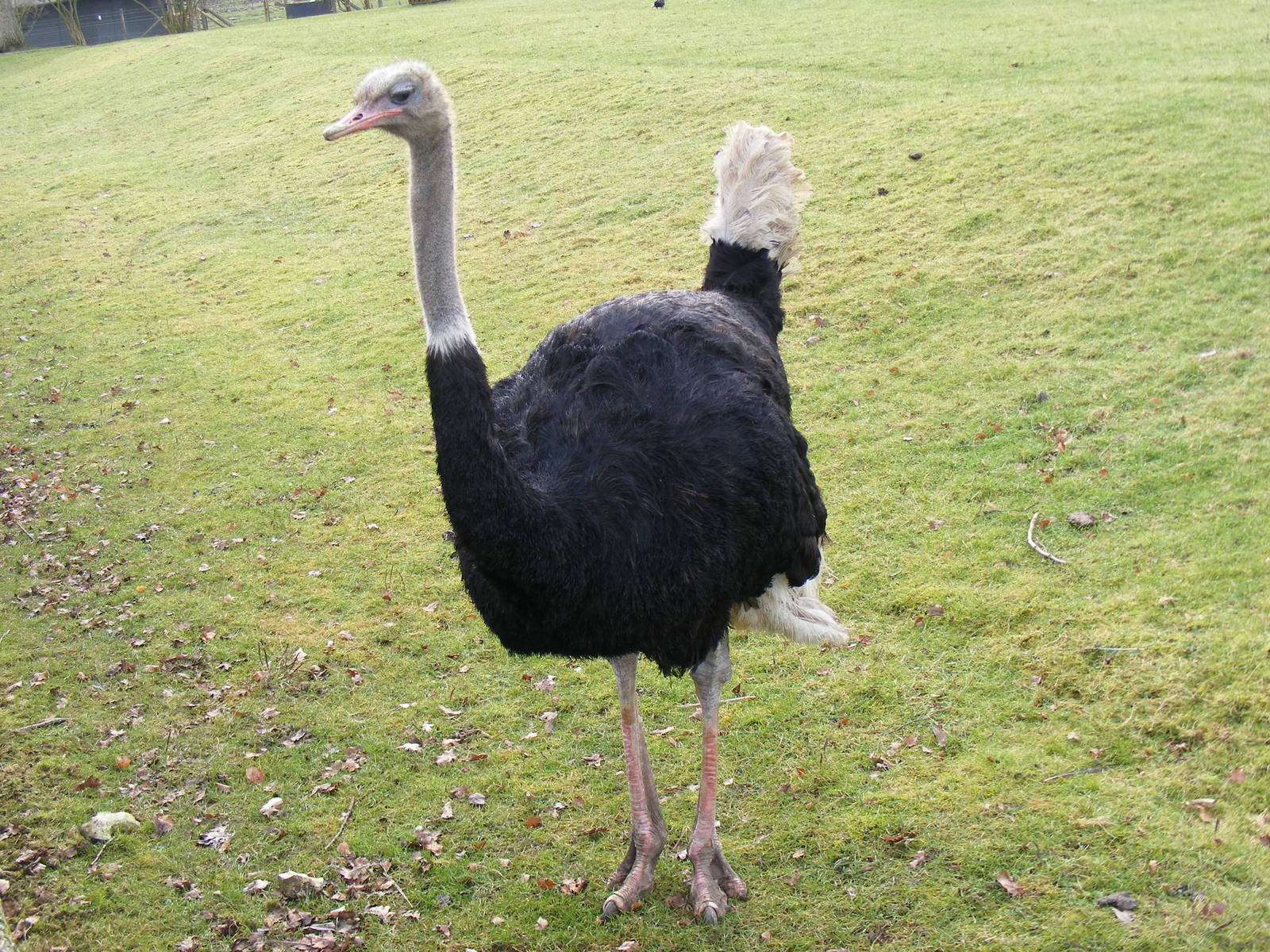Ostrich at Marwell Wildlife, 31 January 2010