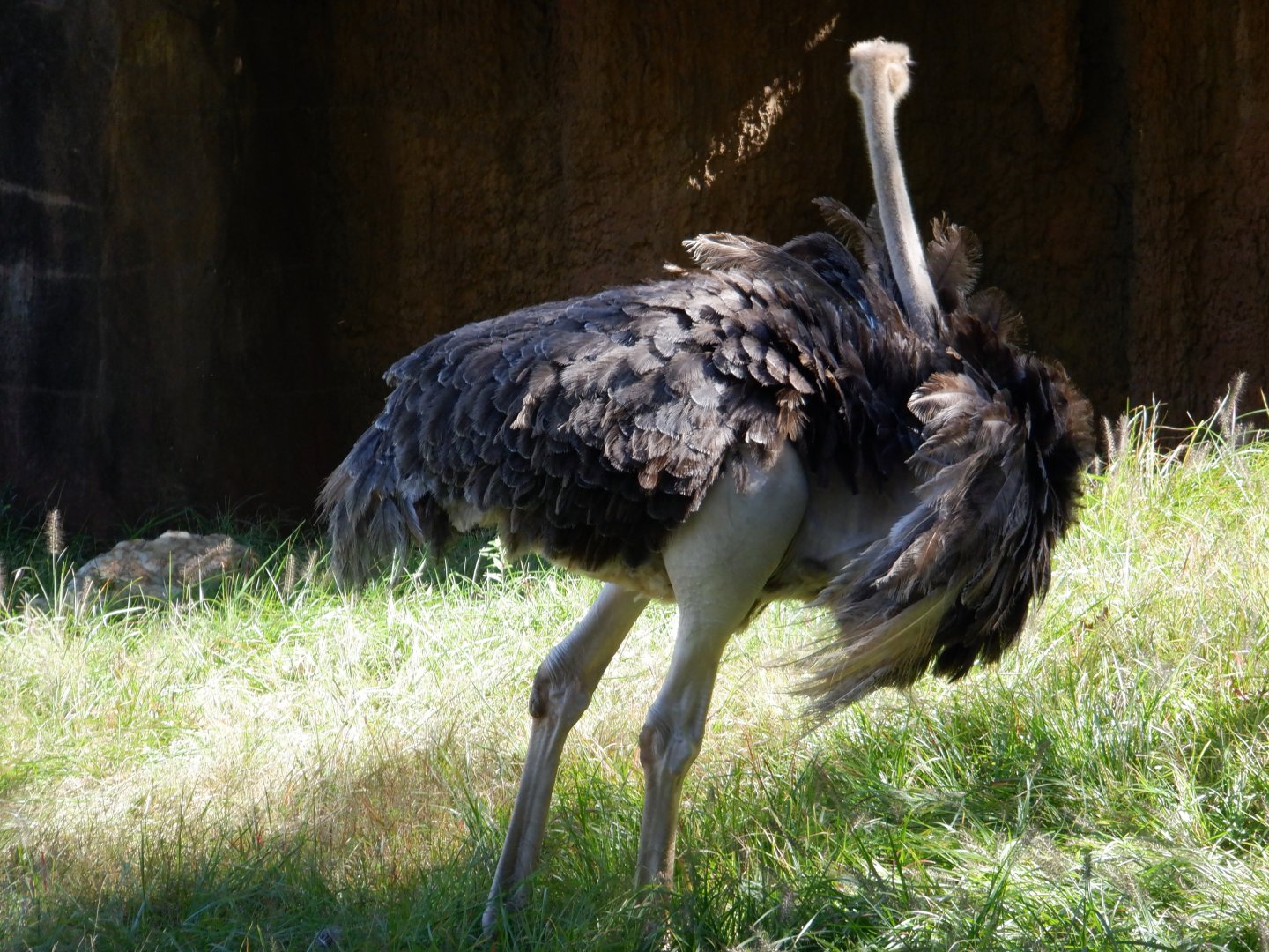 Ostrich at North Carolina Zoo