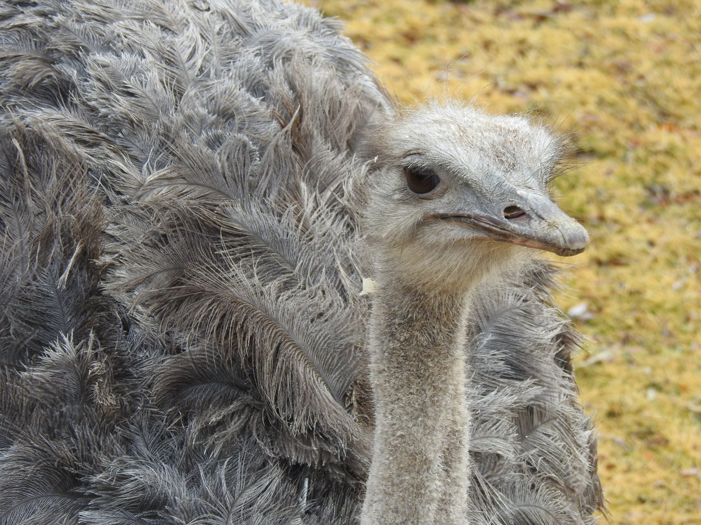 Ostrich at the African Plains