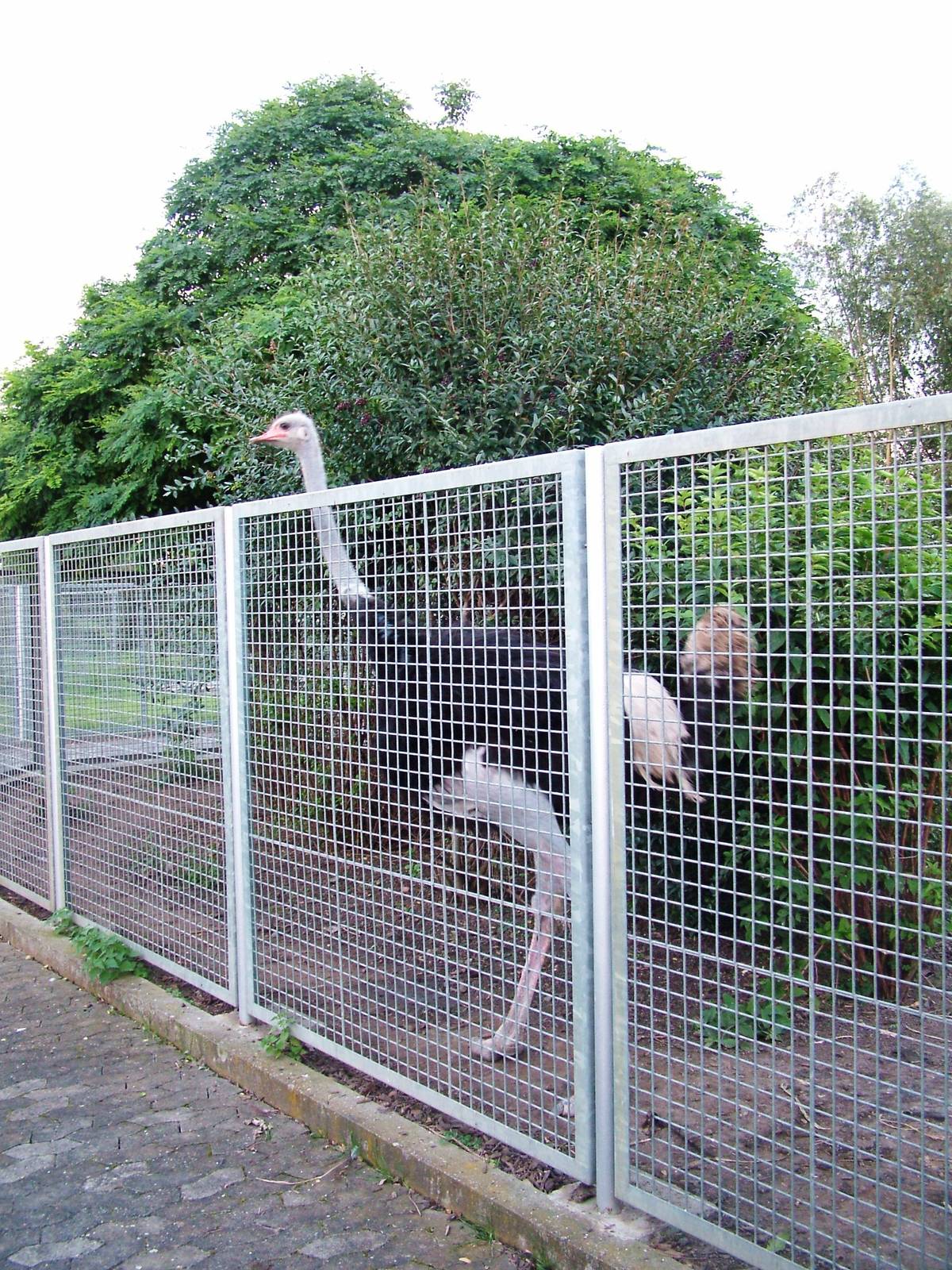 Ostrich at Vogelpark Biebesheim, 05/09/2010