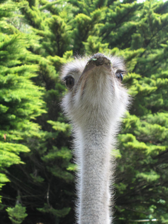 Ostrich at Wellington Zoo
