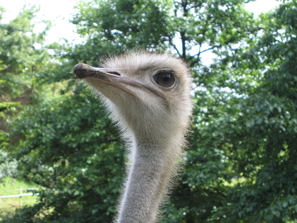 Ostrich at Wellington Zoo