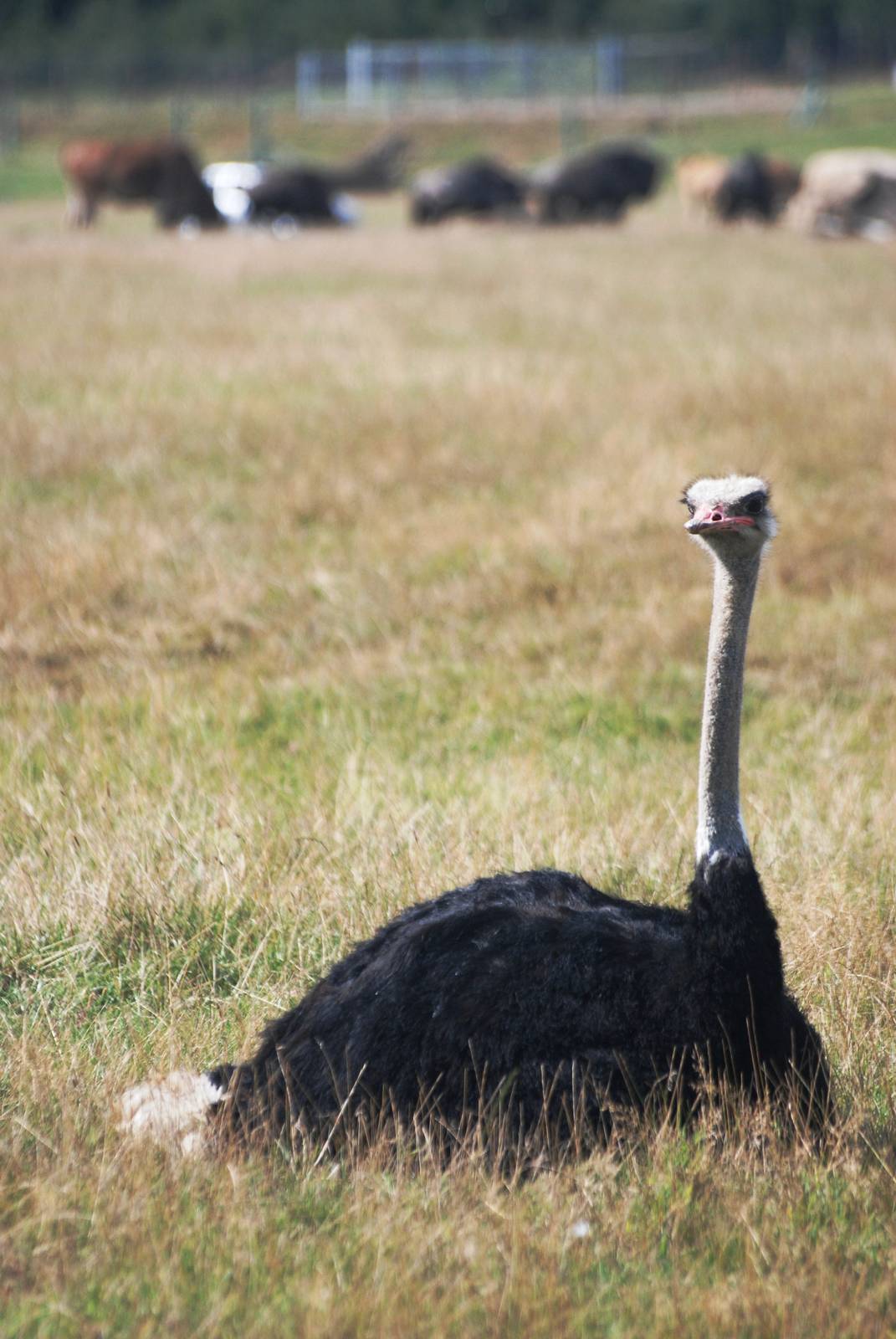 Ostrich at Woburn, 01/09/13