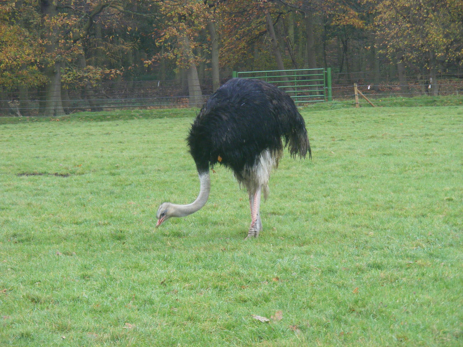 Ostrich at Woburn Safari Park, 14 November 2010