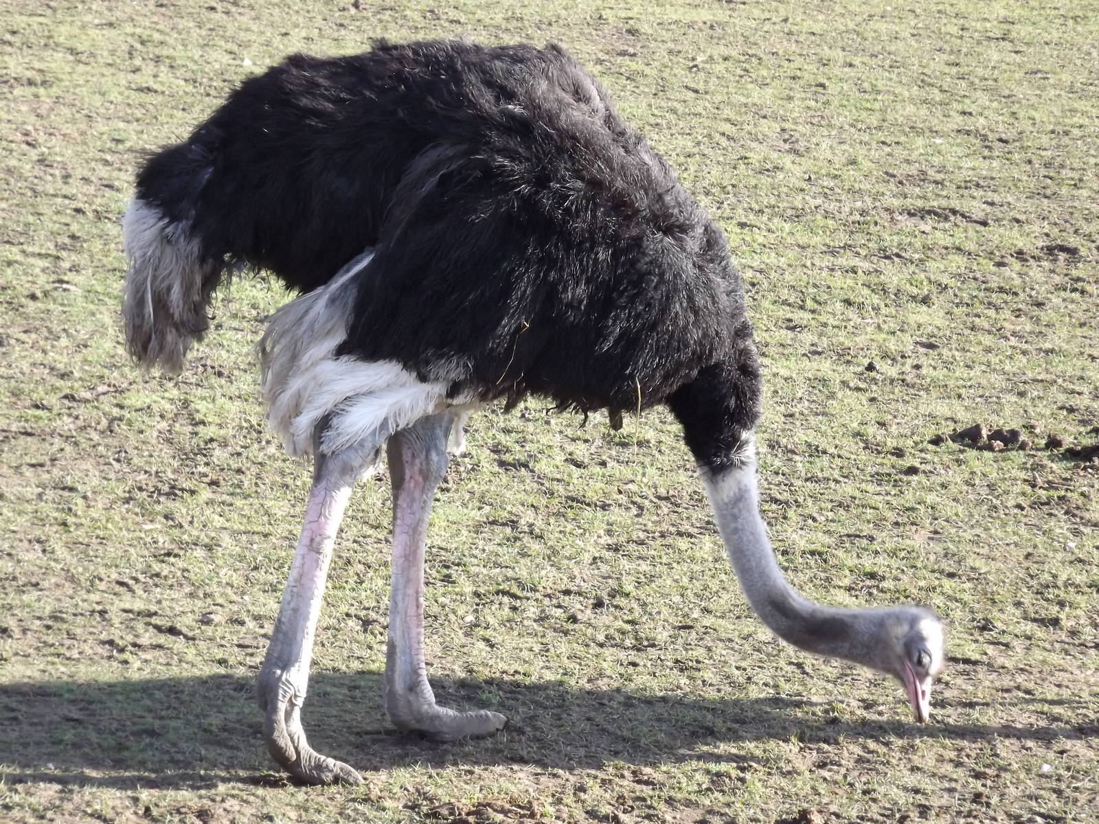 Ostrich at Yorkshire Wildlife Park 18/02/12