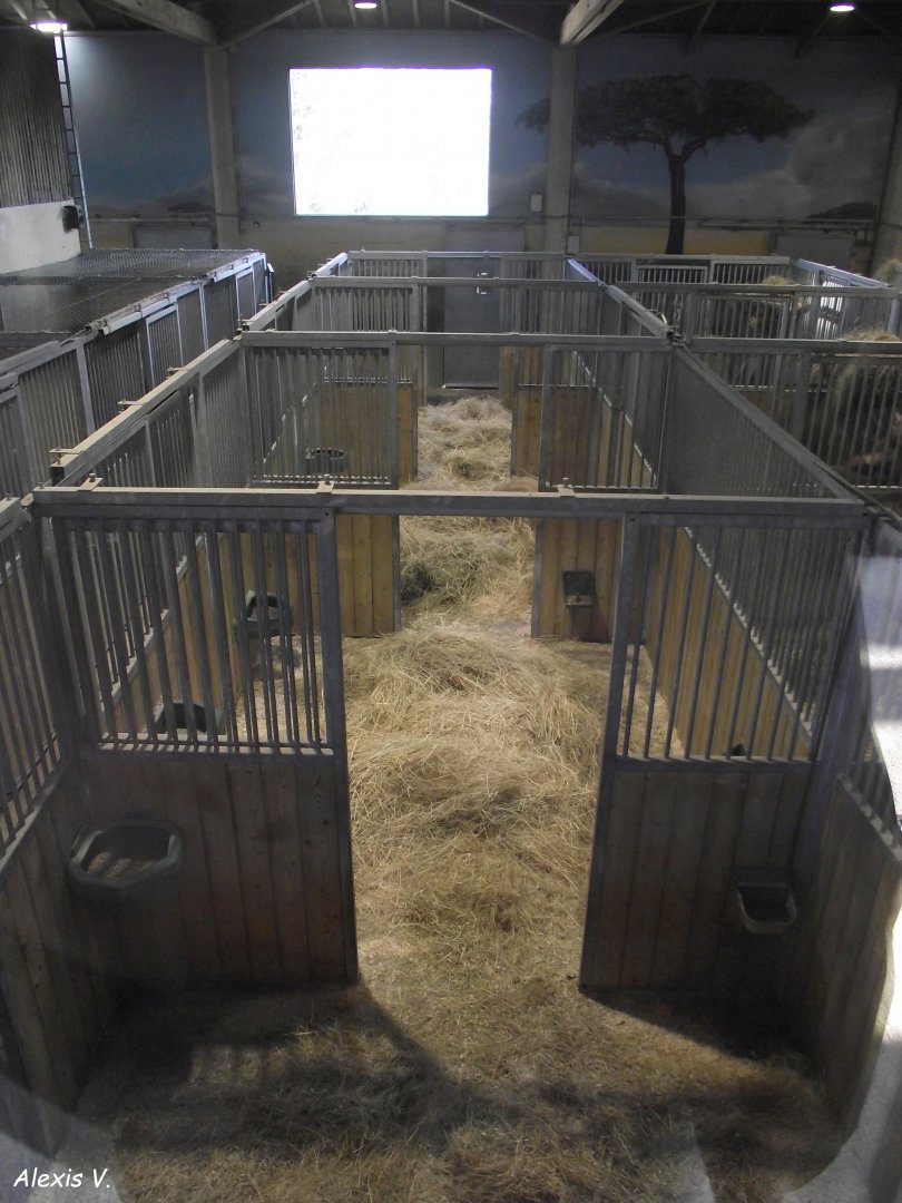 Ostrich Boxes - Zooparc de Beauval - 03/2022