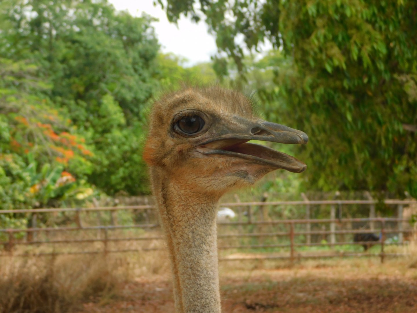 Ostrich, Brasilia zoo