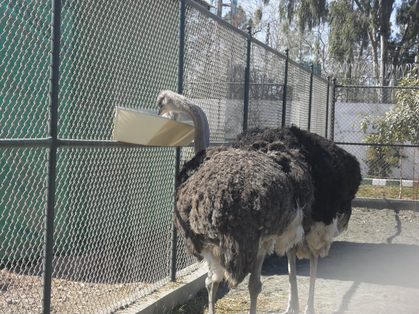Ostrich, breeding pair - Peshawar zoo 17/2/2018