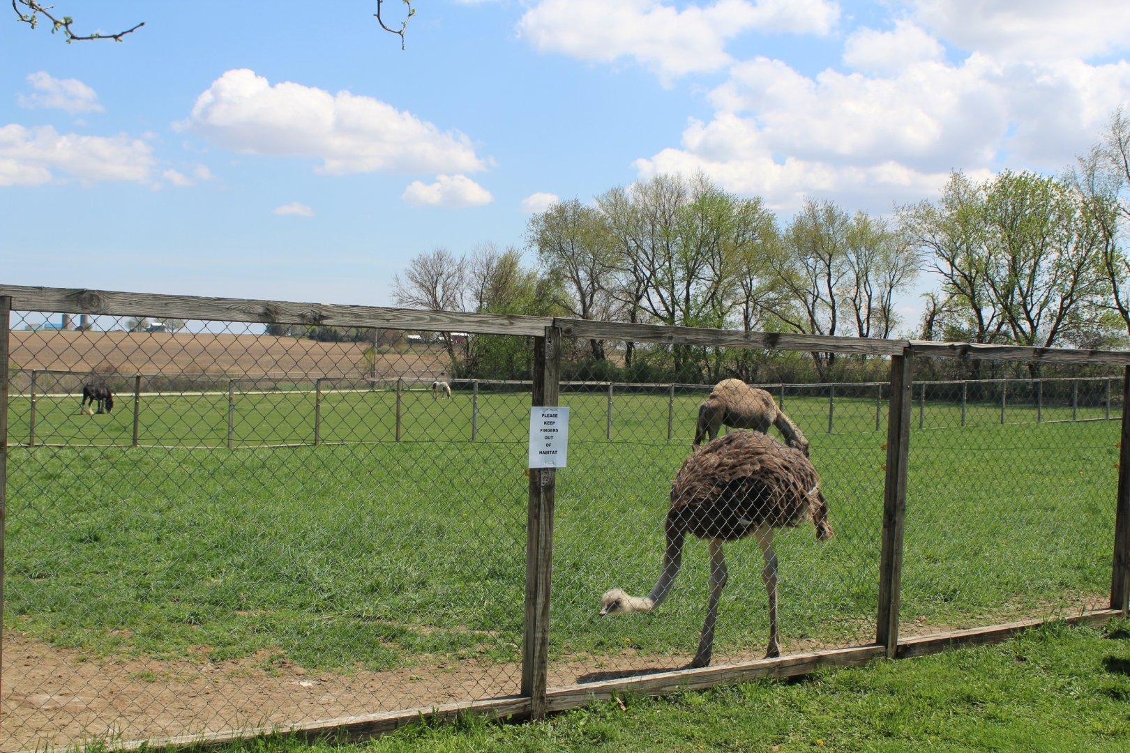 Ostrich + Camel Enclosure
