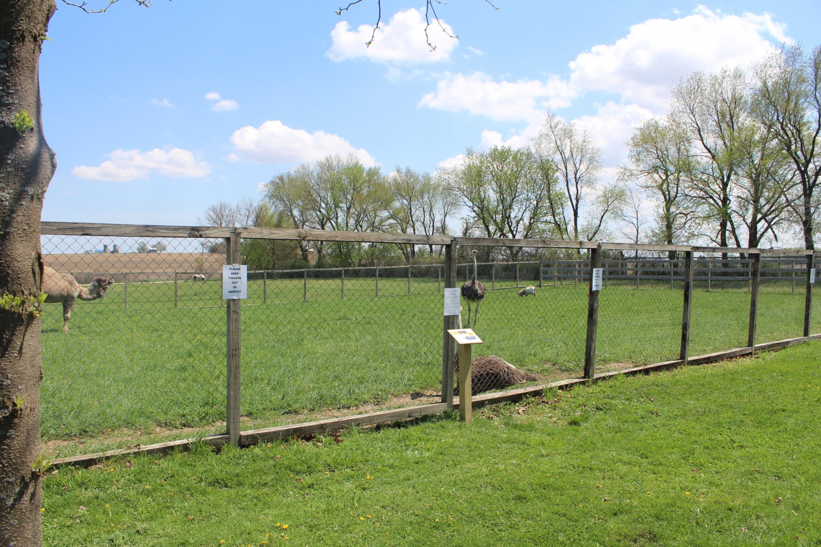 Ostrich + Camel Enclosure