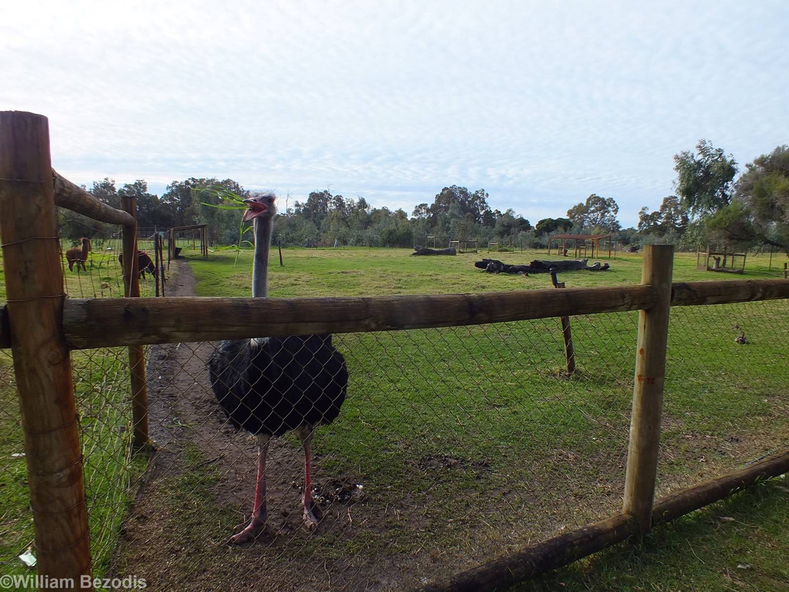 Ostrich - Caversham Wildlife Park