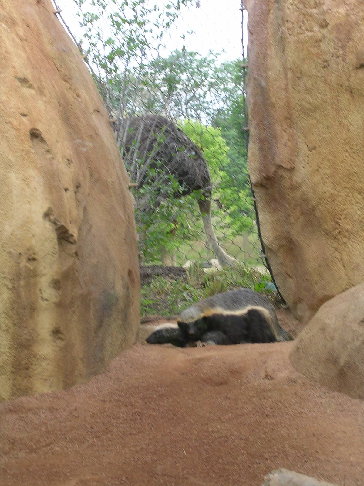 Ostrich checking on the ratels