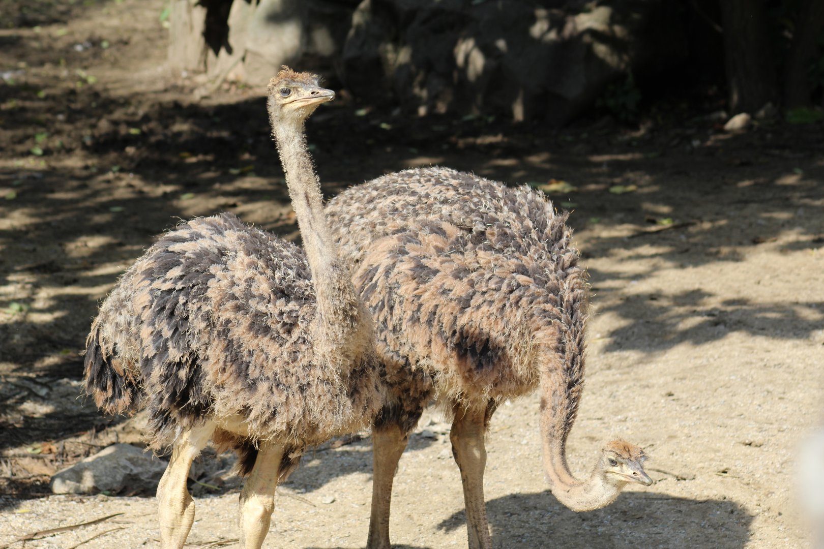 Ostrich Chicks