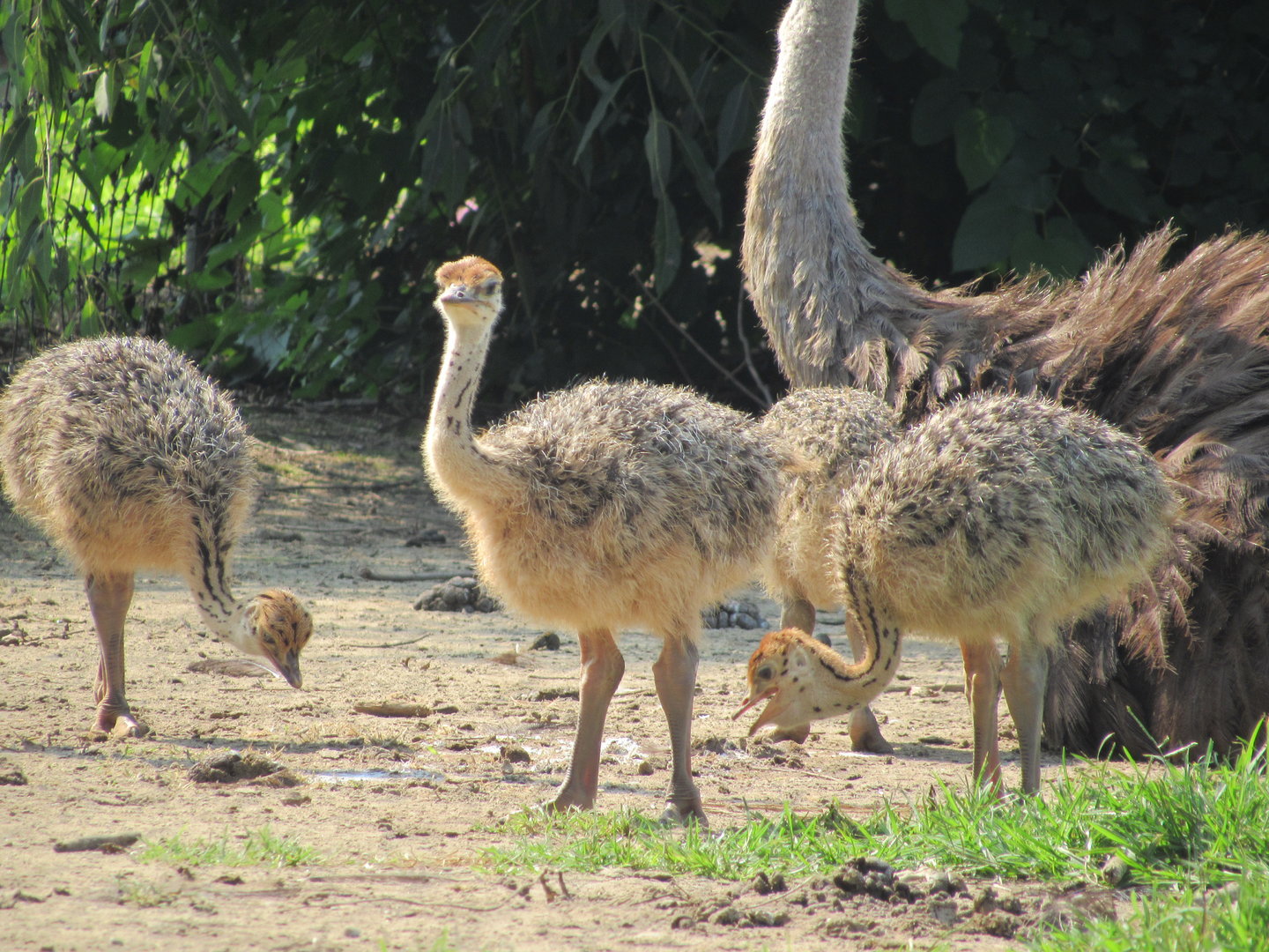 Ostrich chicks