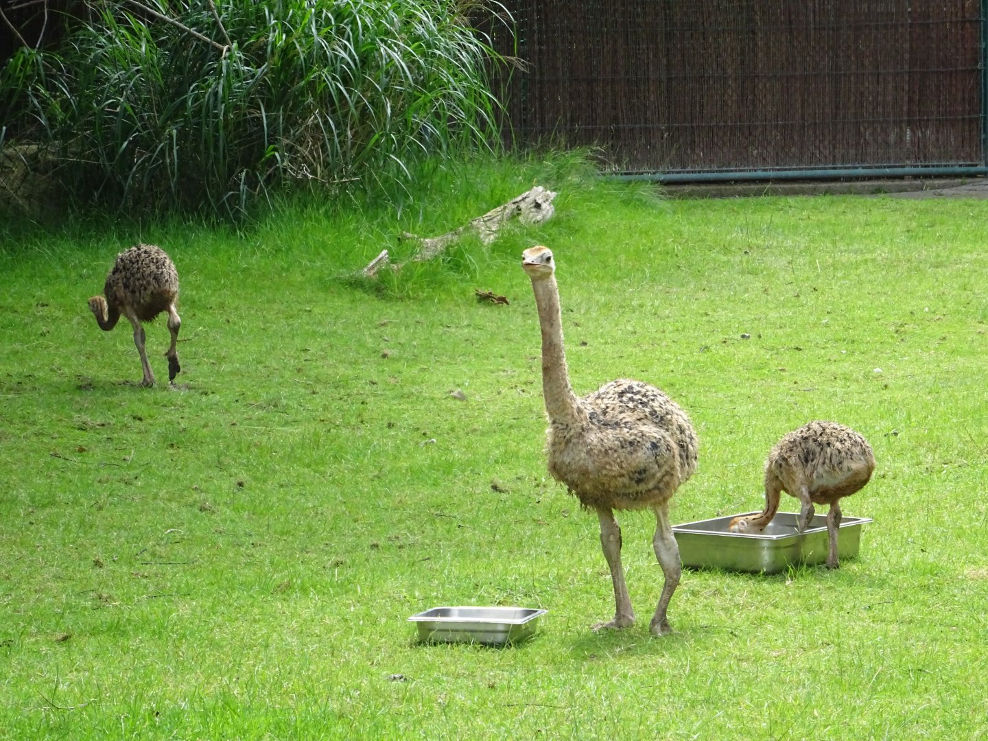 Ostrich chicks