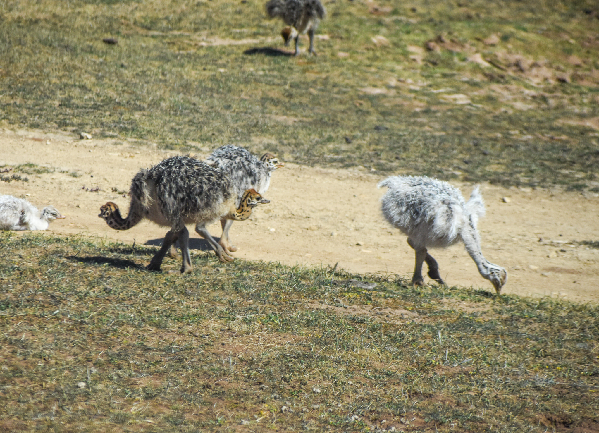 Ostrich chicks