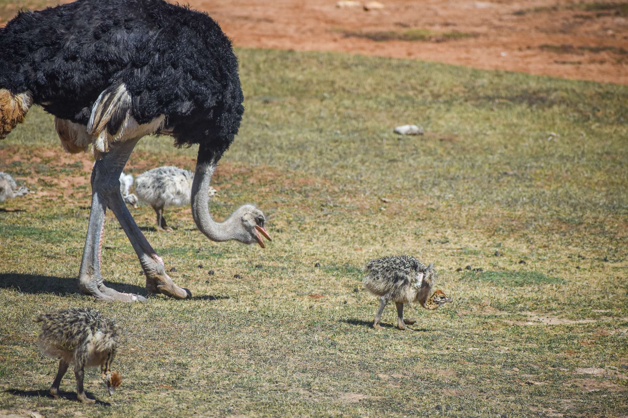 Ostrich chicks