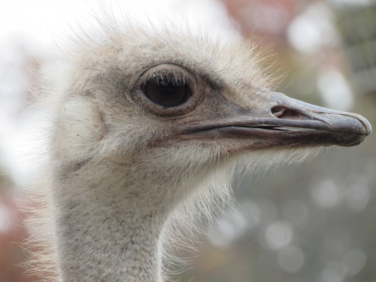 Ostrich close-up