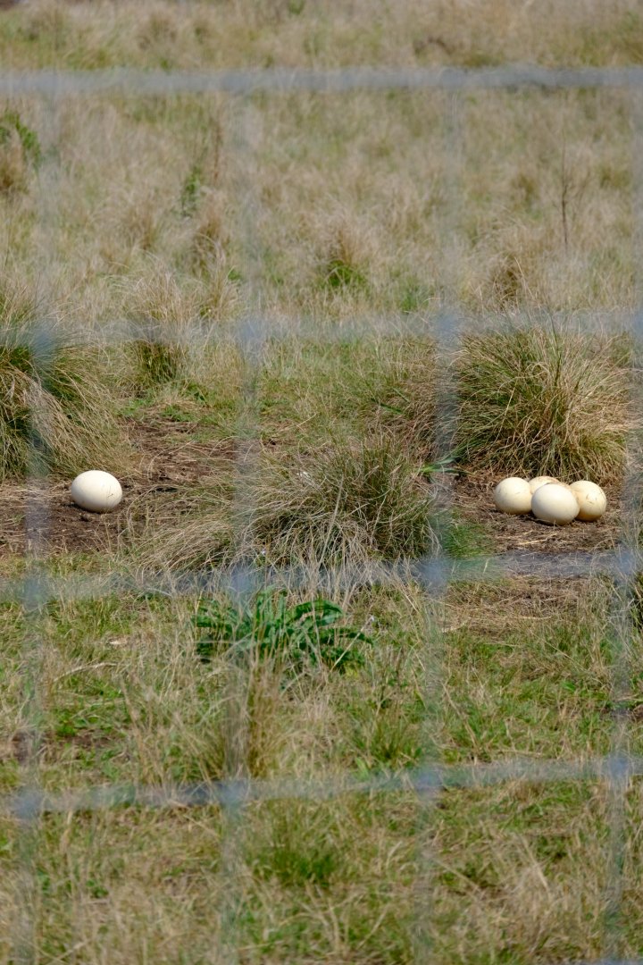 Ostrich Clutch - Darling Downs Zoo