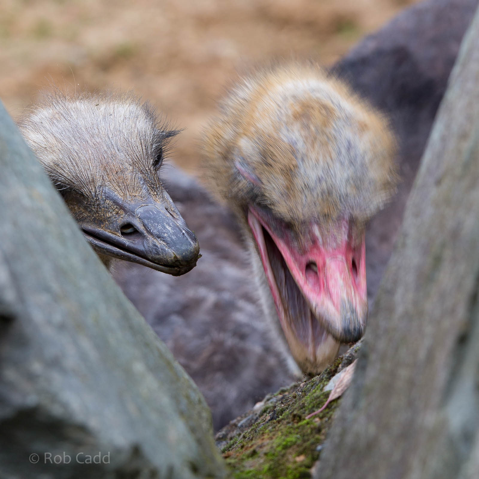 Ostrich : Colchester : 18 Oct 2014