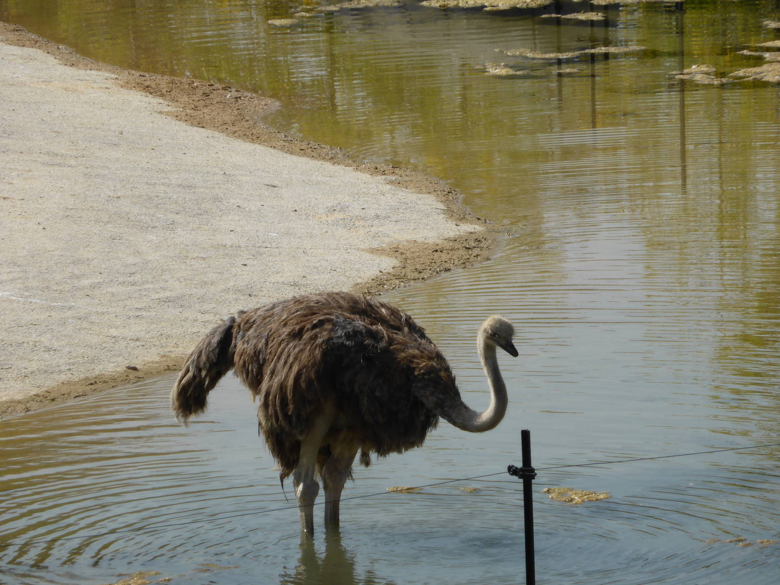 Ostrich cooling down