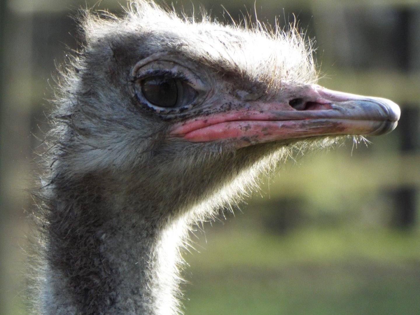 Ostrich - Dartmoor Zoo
