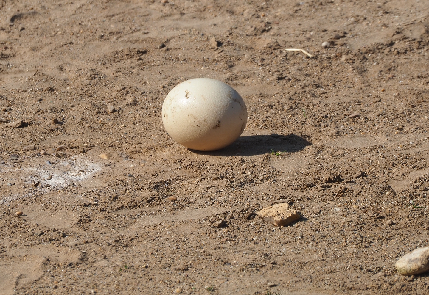 Ostrich egg, 2019-03-30