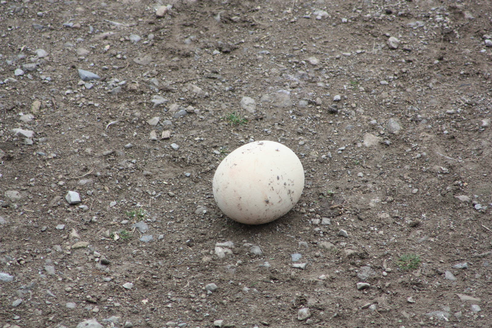 Ostrich egg in Lost Kingdom yards, 1st September 2014
