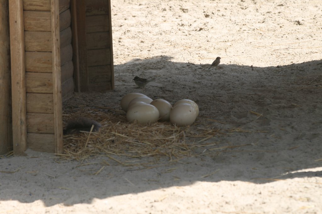 Ostrich eggs