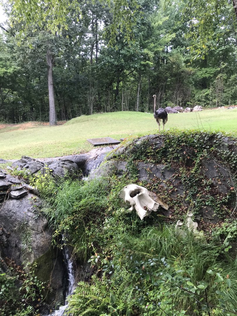 Ostrich, Elephant Skull, and Waterfall