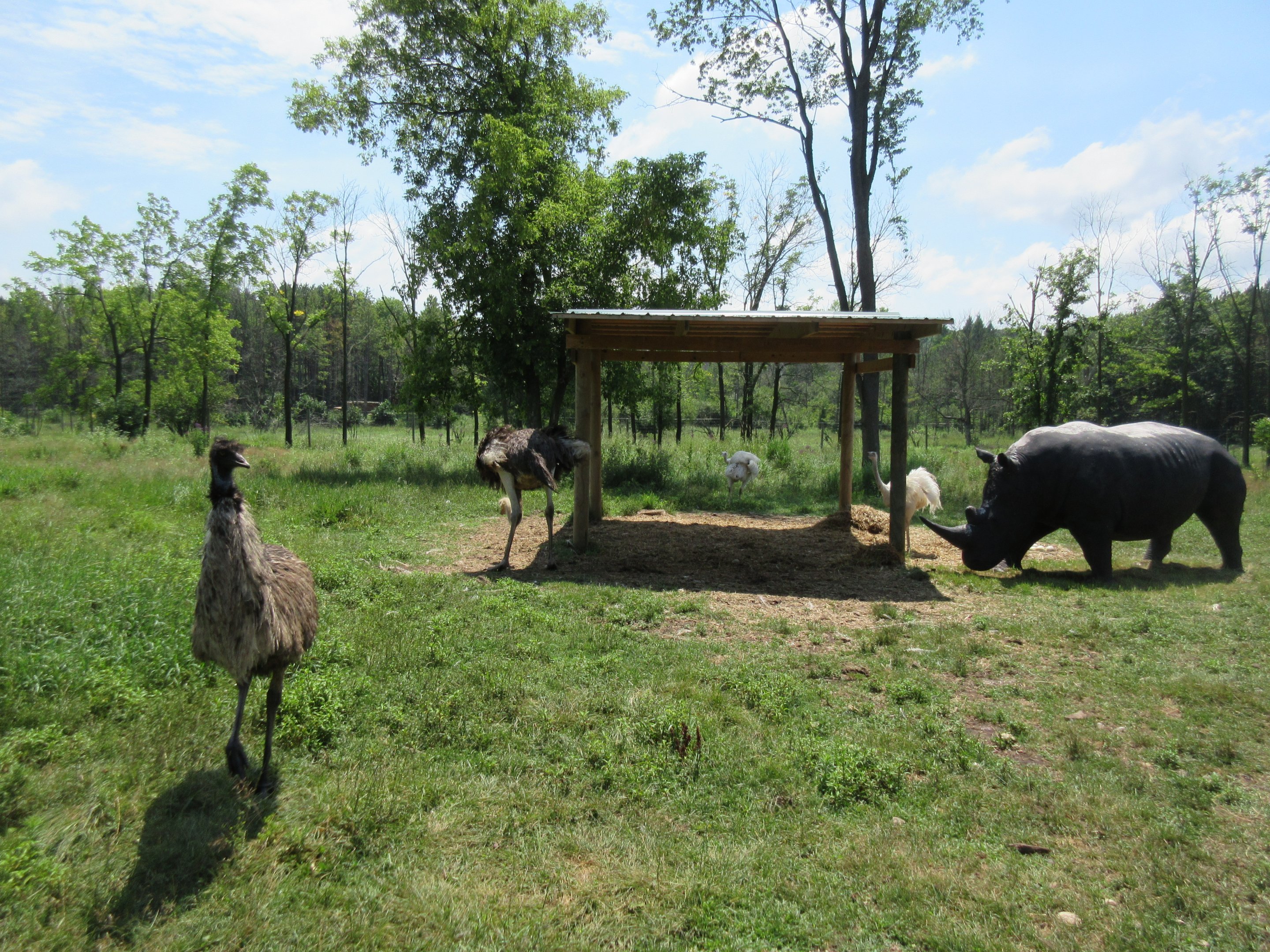 Ostrich/Emu/Rhea/Rhino Statue Exhibit